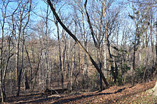 220px-Looking_NW_at_Arlington_Woods_-_Section_29_-_Arlington_National_Cemetery_-_2013-01-18