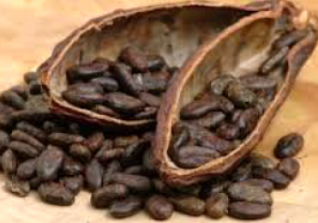 The History of Chocolate