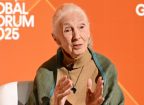 What Jane Goodall said in her last video message before her death by Angeline Jane Bernabe