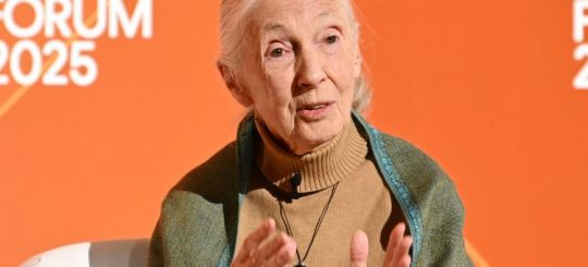 What Jane Goodall said in her last video message before her death by Angeline Jane Bernabe